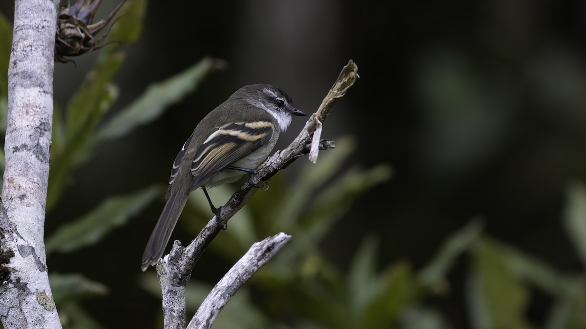 White-throated Tyrannulet - ML647061730