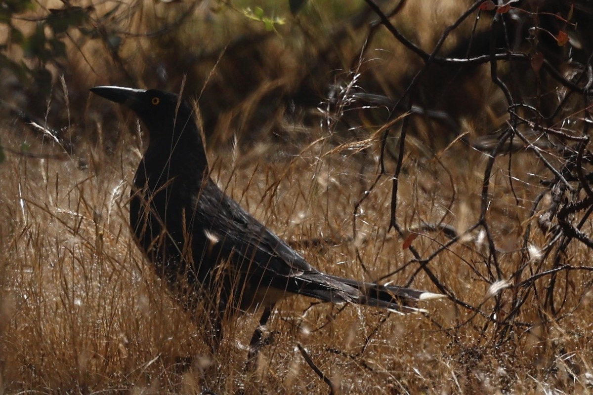 Gray Currawong - ML647061732