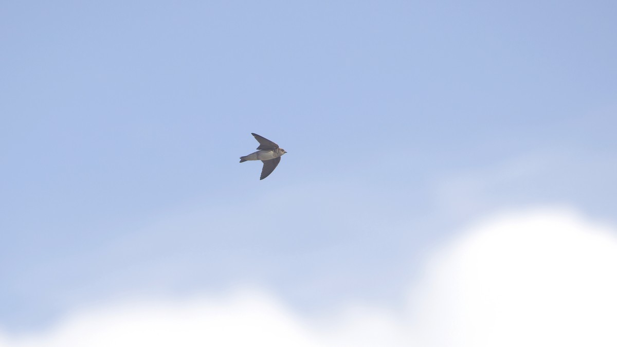 Streak-throated Swallow - ML647061733