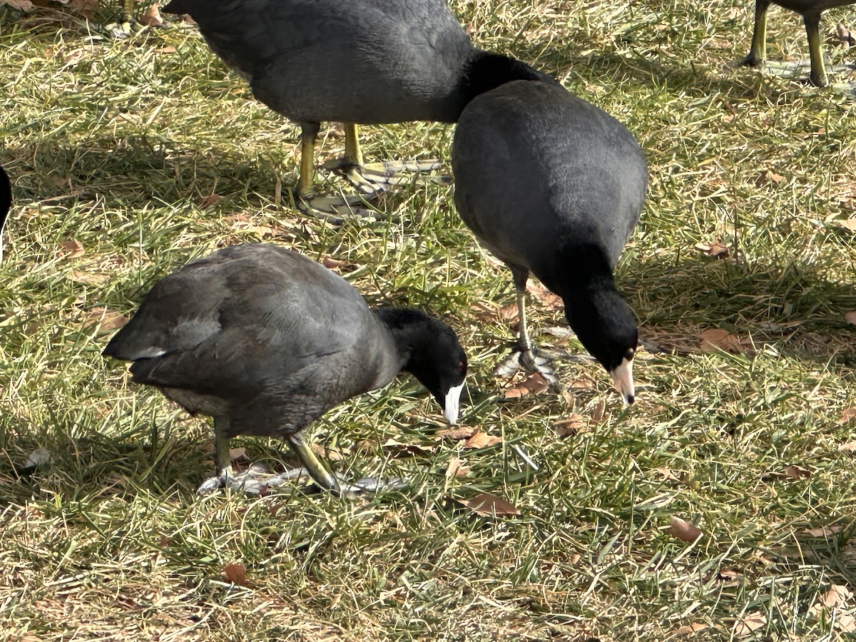 Focha Americana - ML647061736