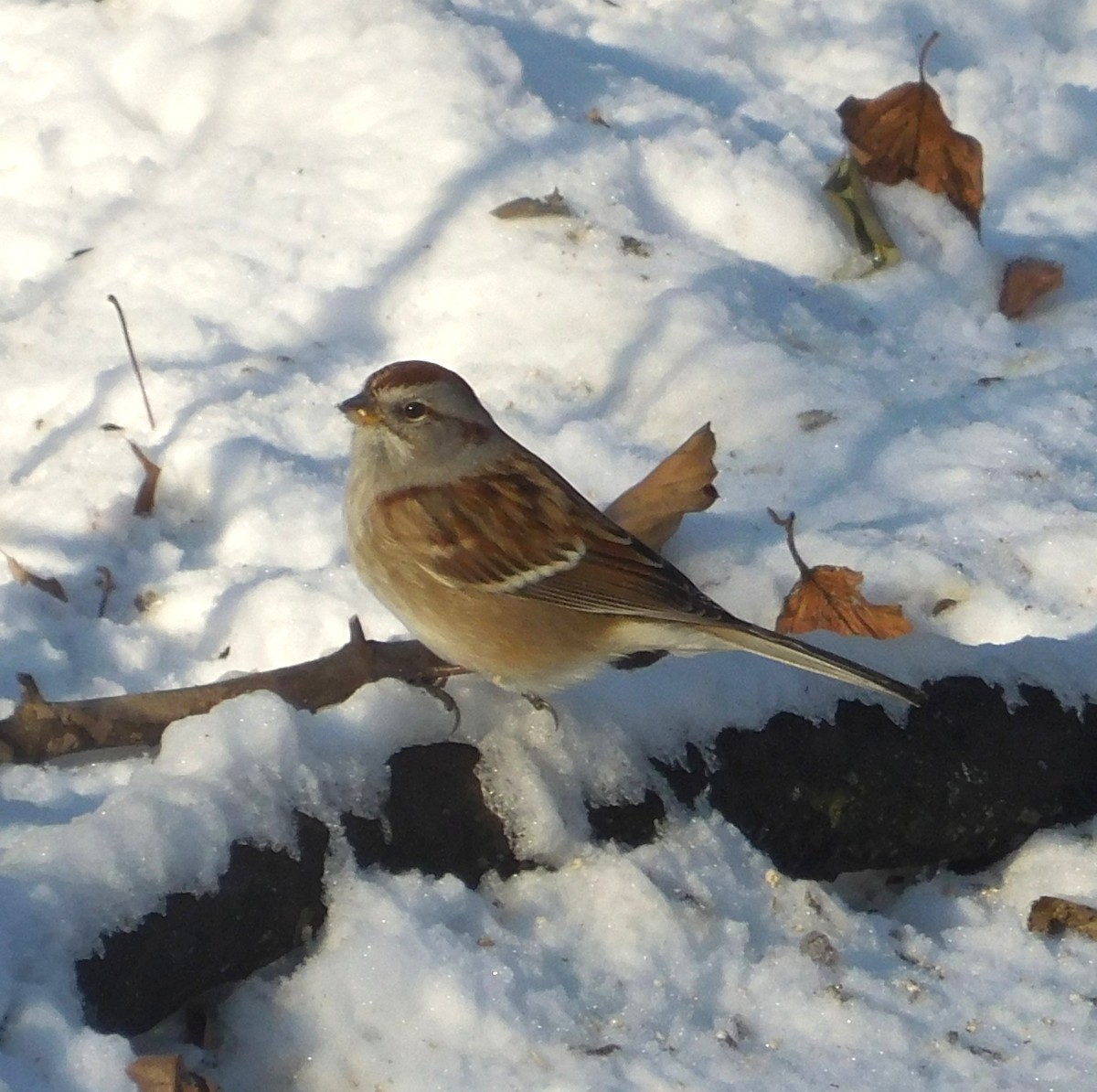 ムナフヒメドリ - ML647061737