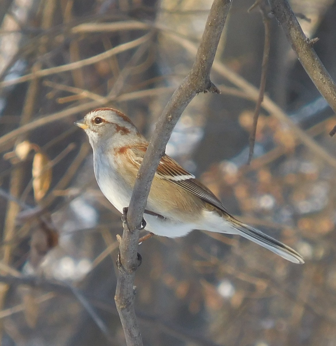 ムナフヒメドリ - ML647061738