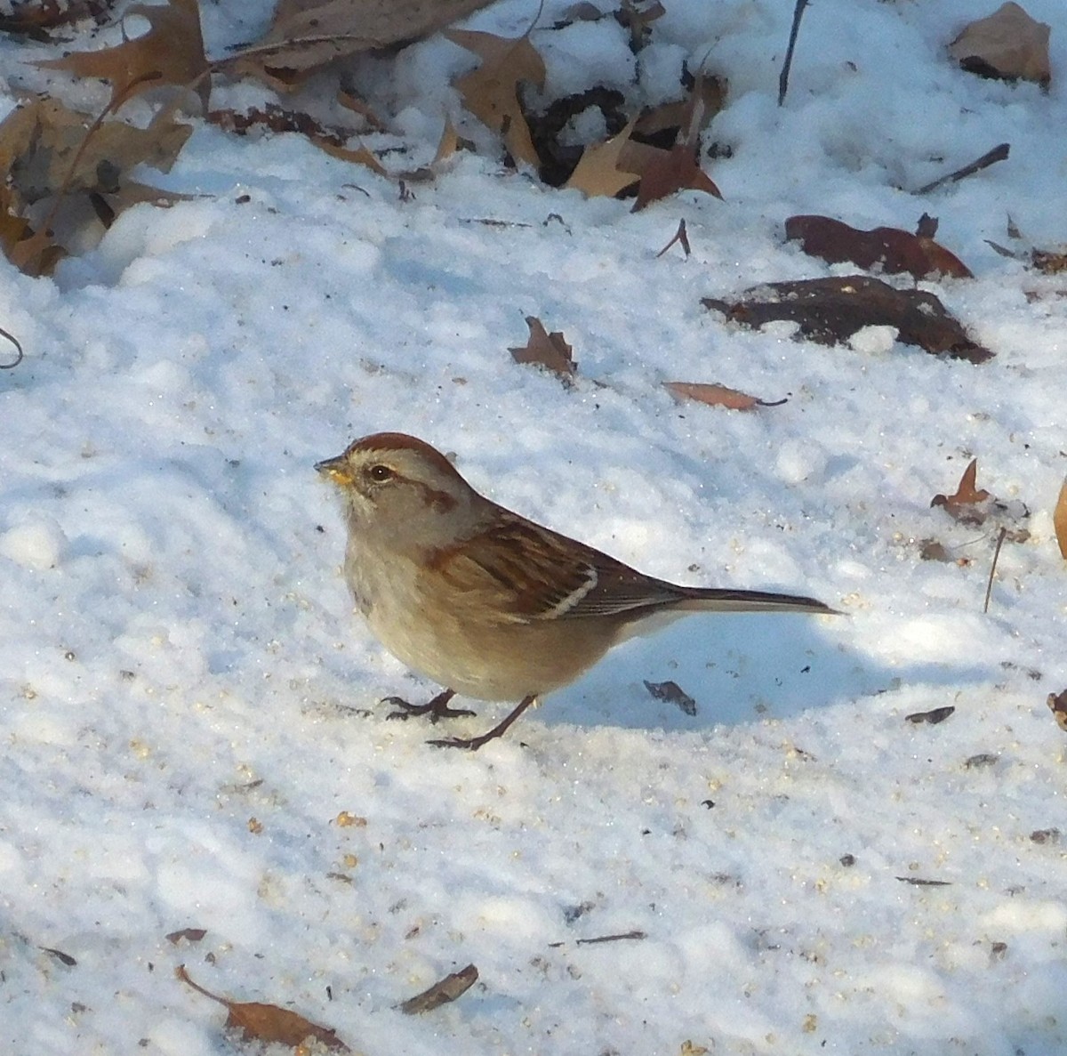 ムナフヒメドリ - ML647061739