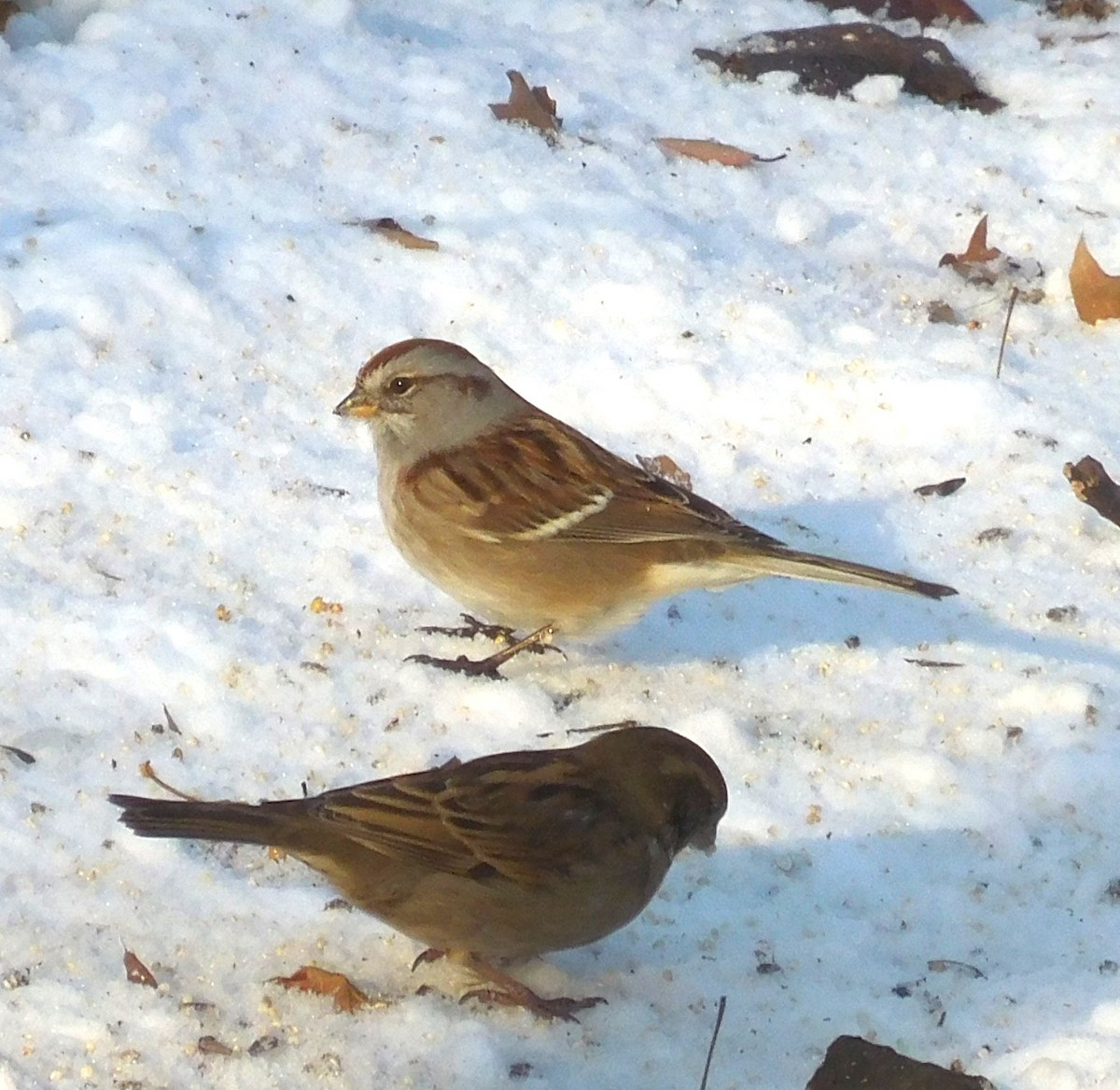 ムナフヒメドリ - ML647061740