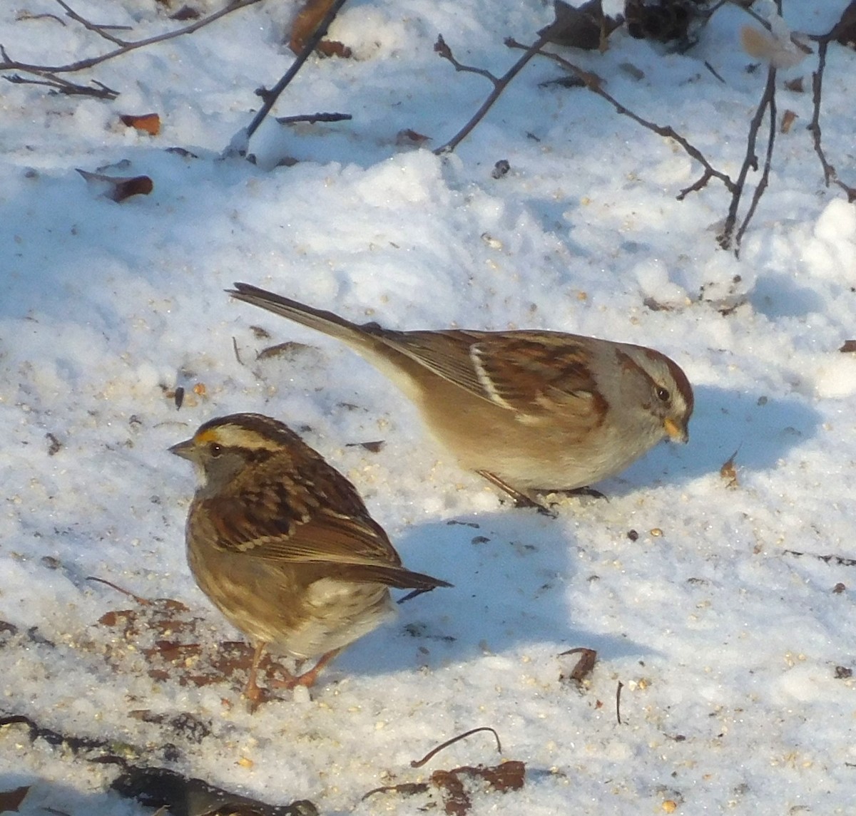 ムナフヒメドリ - ML647061741