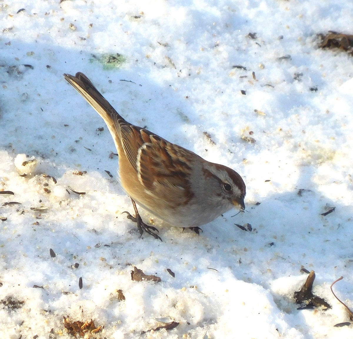 ムナフヒメドリ - ML647061742