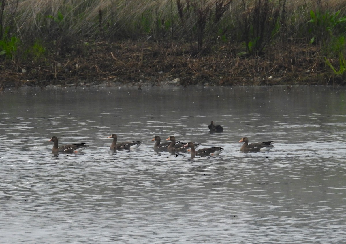 Ánsar Careto - ML647061743