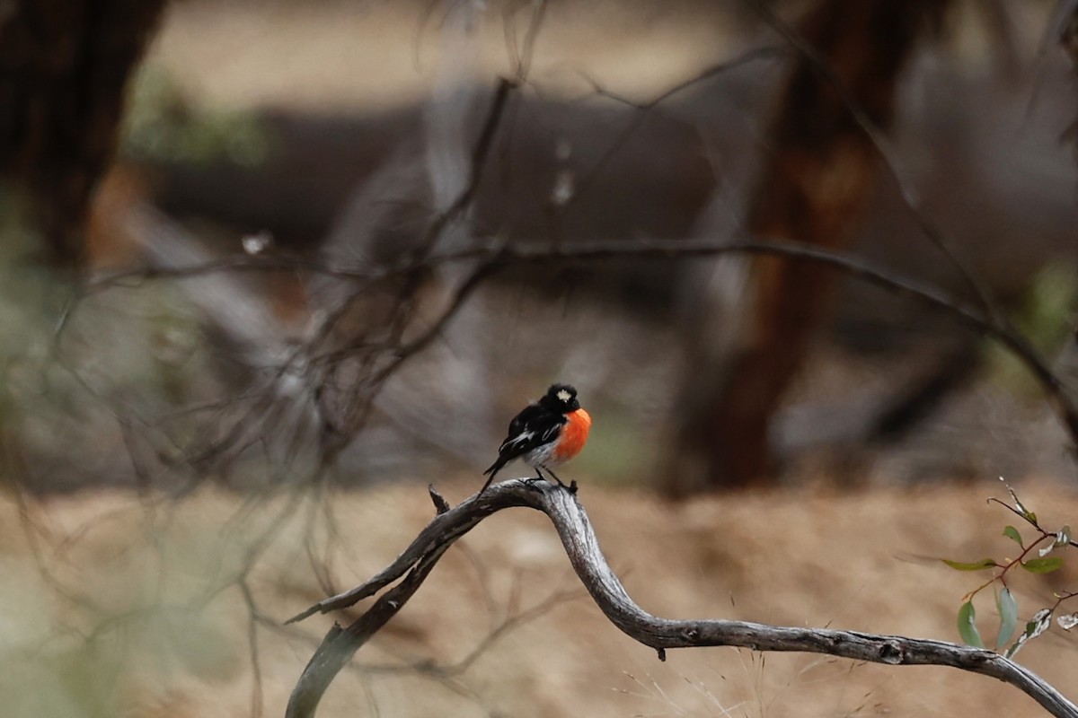 Petroica Escarlata - ML647061749