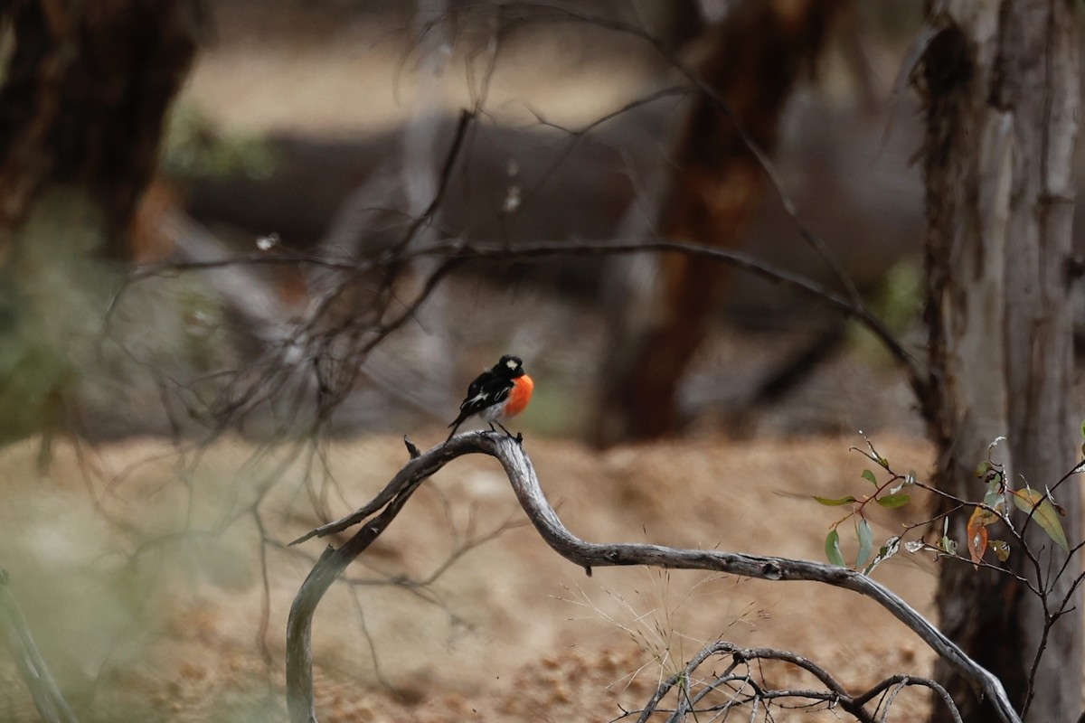 Petroica Escarlata - ML647061750