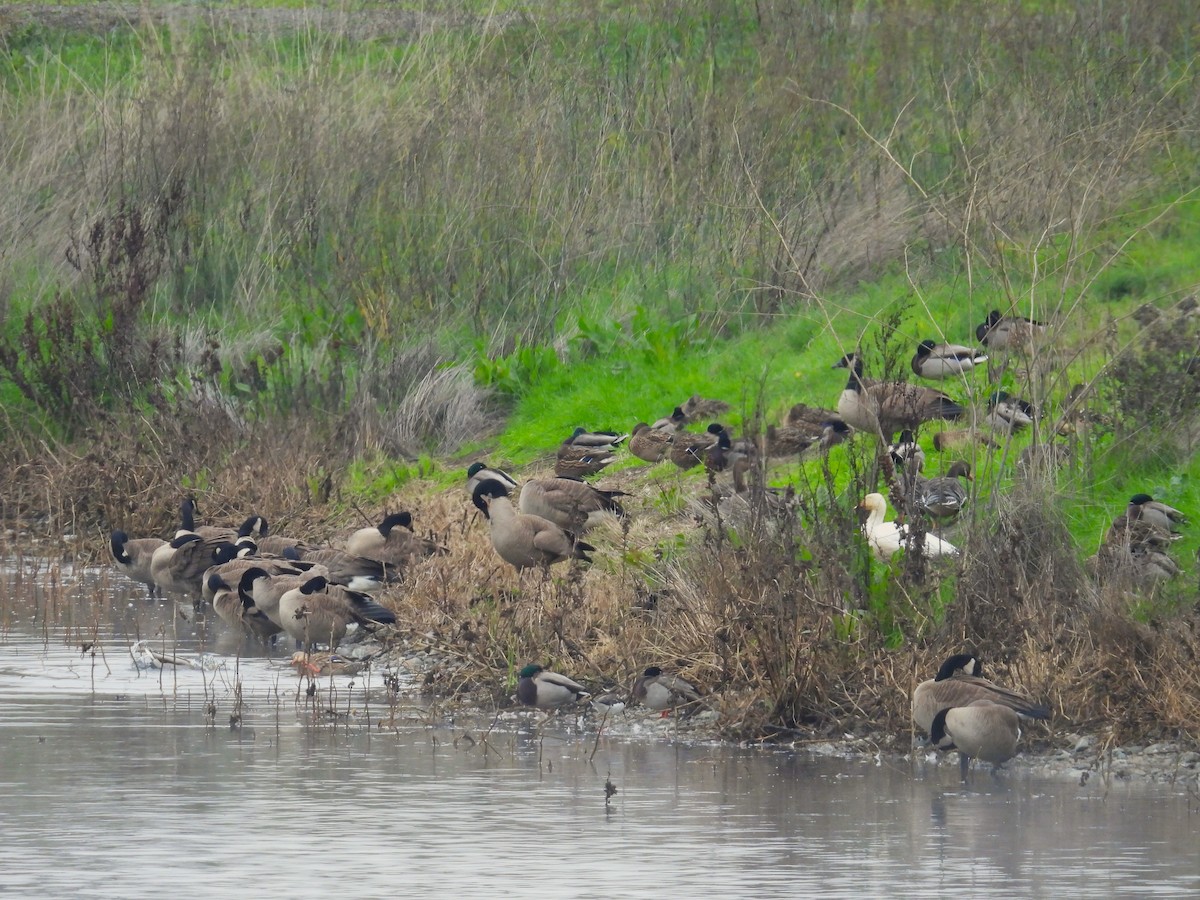 Barnacla Canadiense Grande - ML647061751