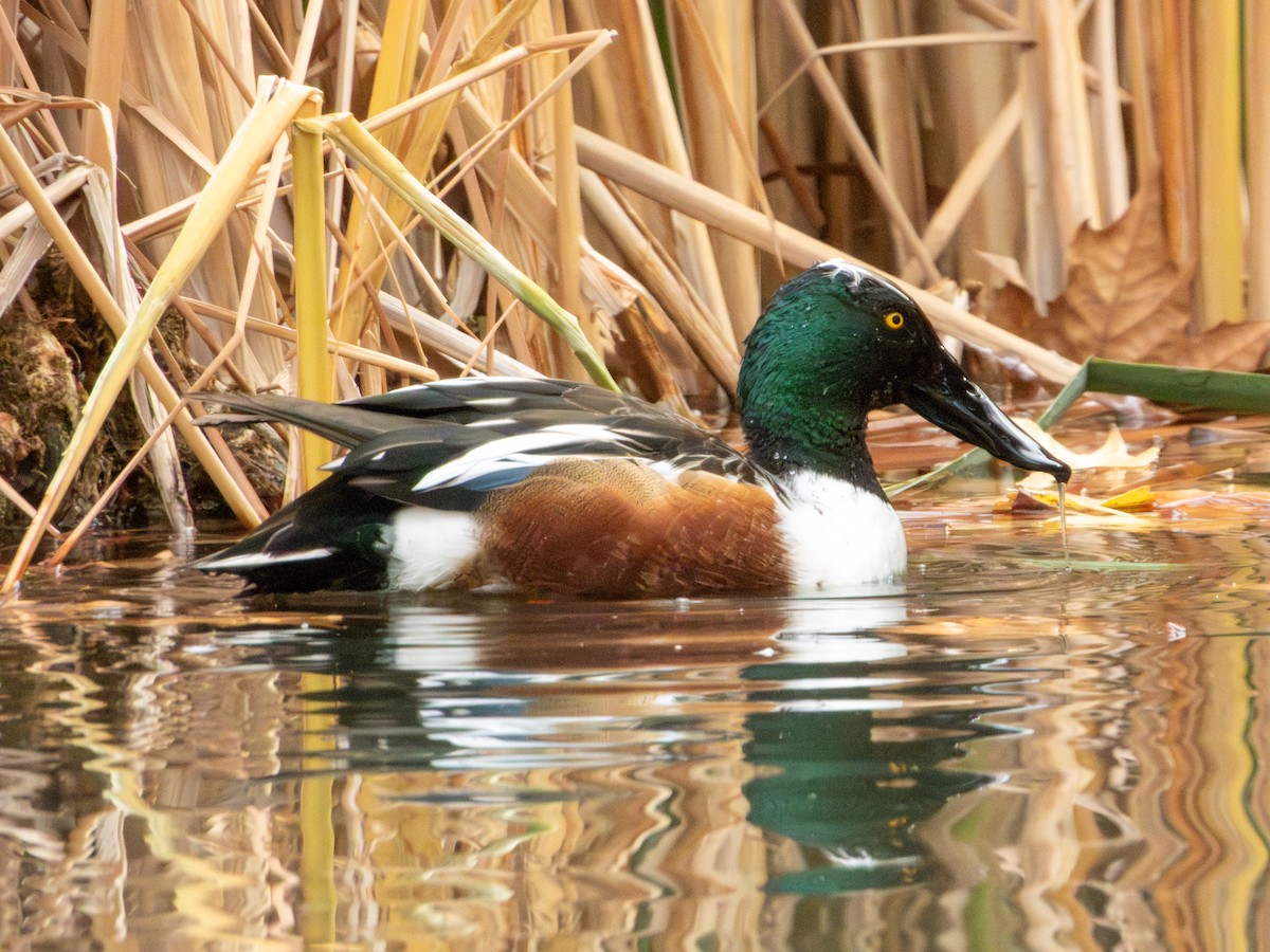 Cuchara Común - ML647061752