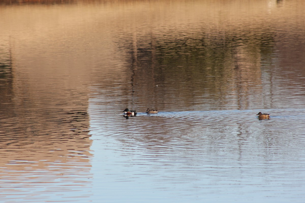 Cuchara Común - ML647061759