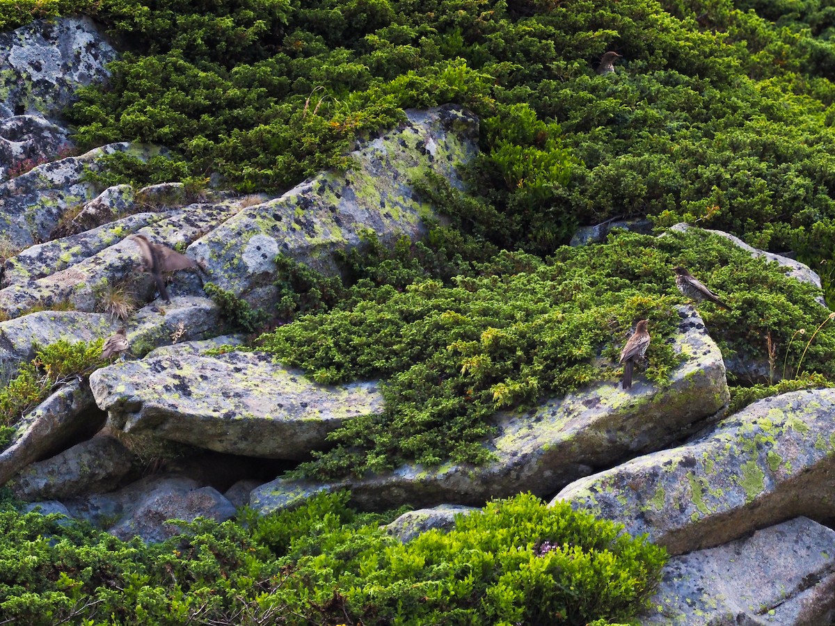 Mirlo Capiblanco - ML647061760