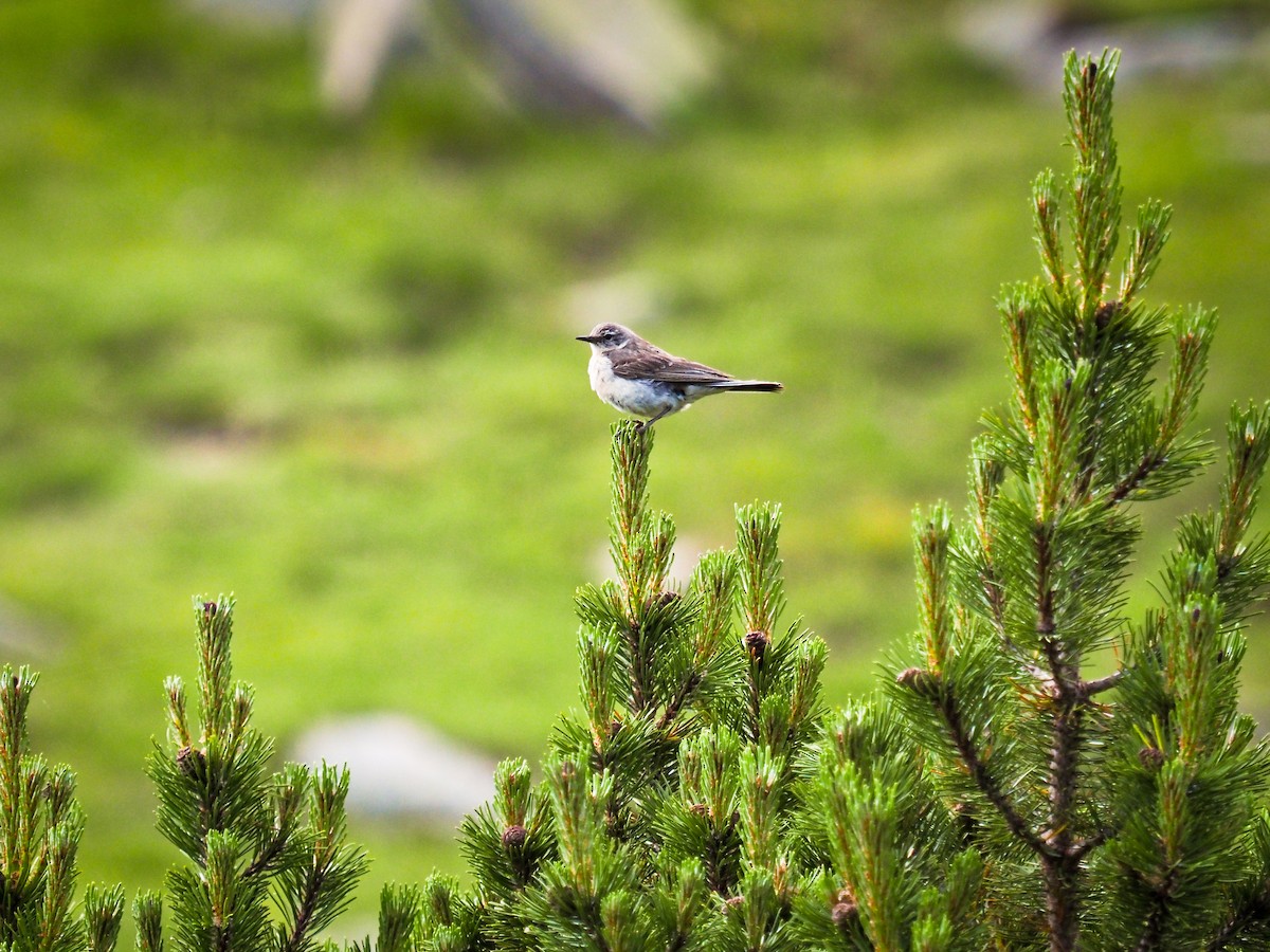 Bisbita Alpino - ML647061761