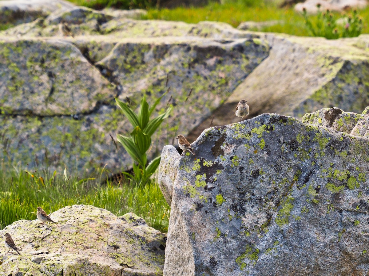 Pardillo Común - ML647061762