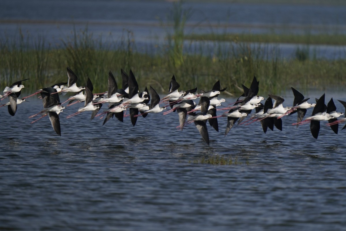 Cigüeñuela Común - ML647061764