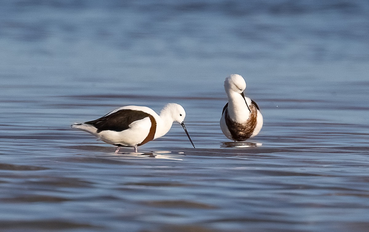 Cigüeñuela Pechirroja - ML647061765