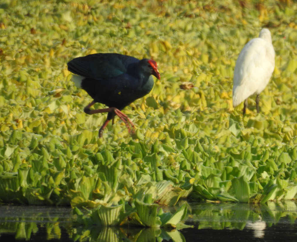 Calamón Cabecigrís - ML647061766