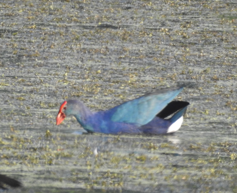 Calamón Cabecigrís - ML647061767