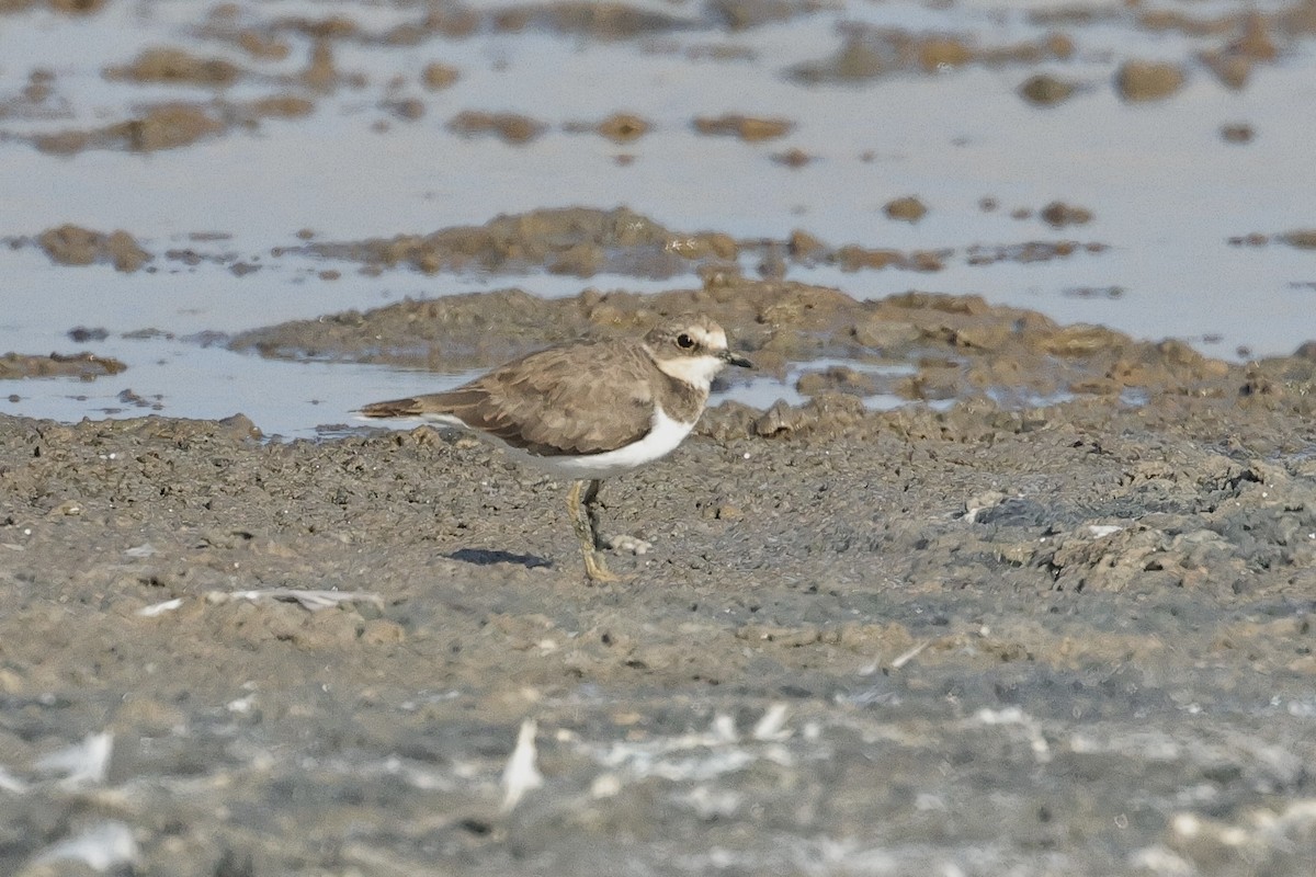 Chorlitejo Chico - ML647061769