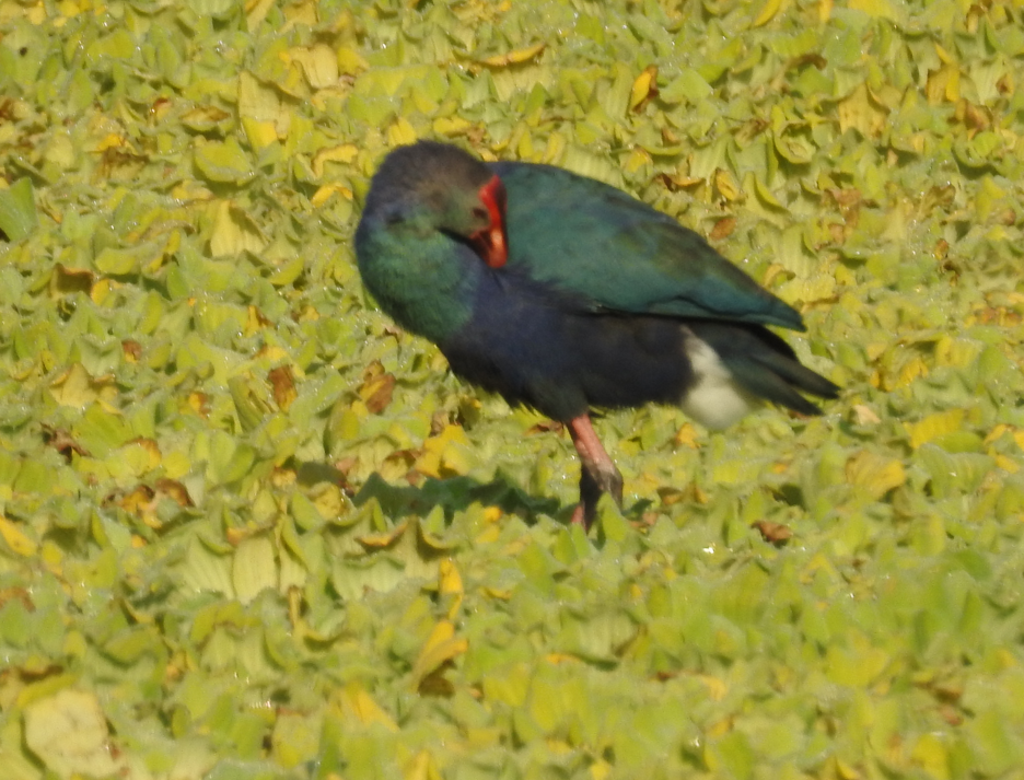 Calamón Cabecigrís - ML647061770