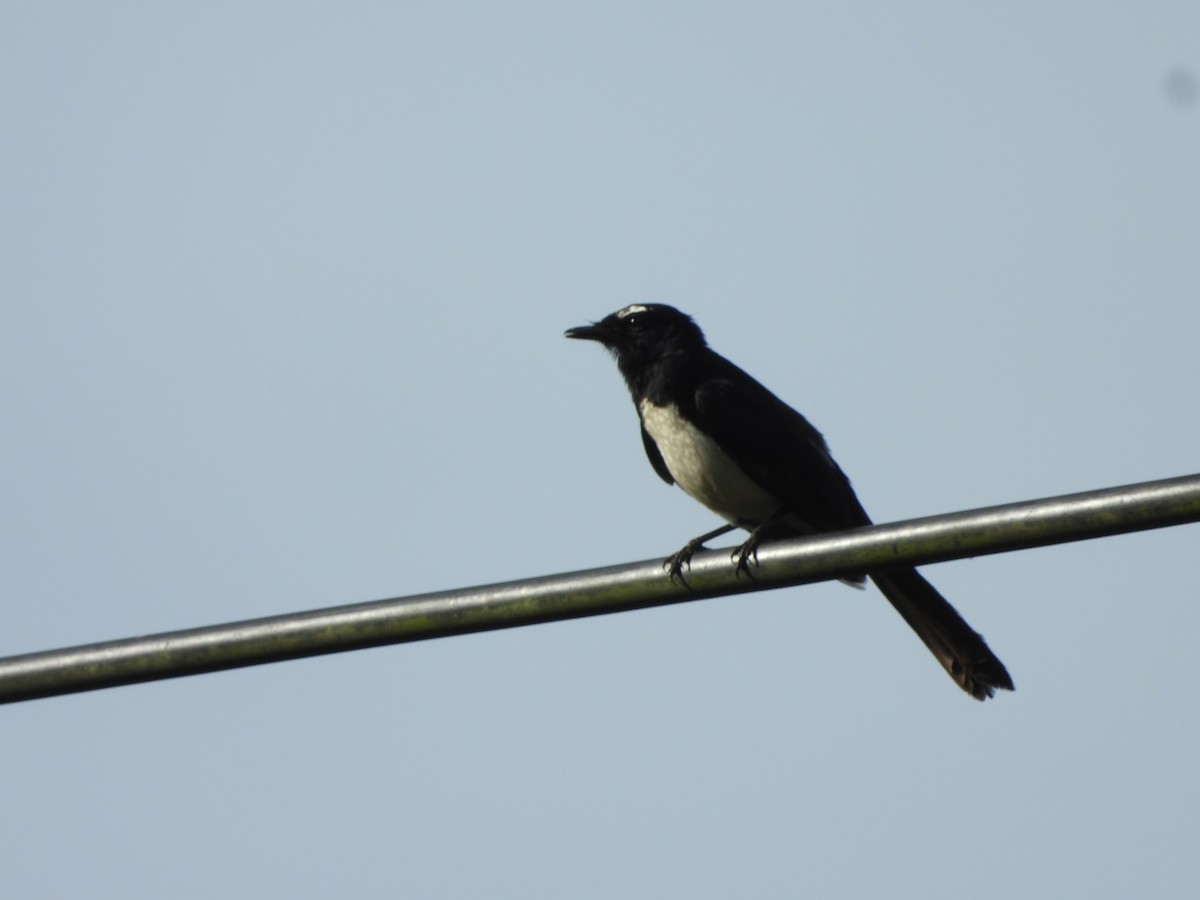 Willie-wagtail - ML647061771