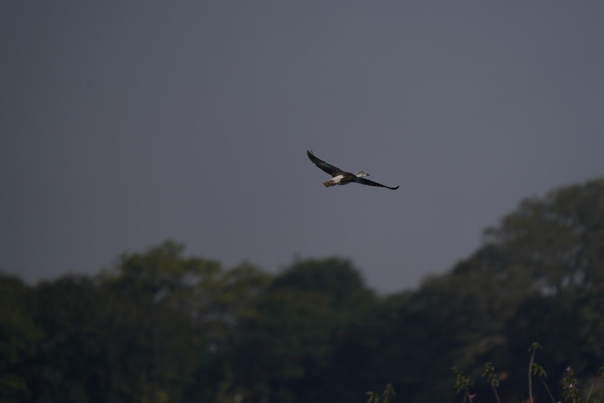 Pato Crestudo Afroasiático - ML647061775