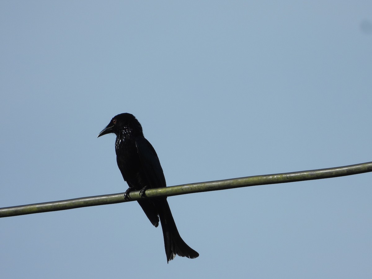 Hair-crested Drongo (Obi) - ML647061779