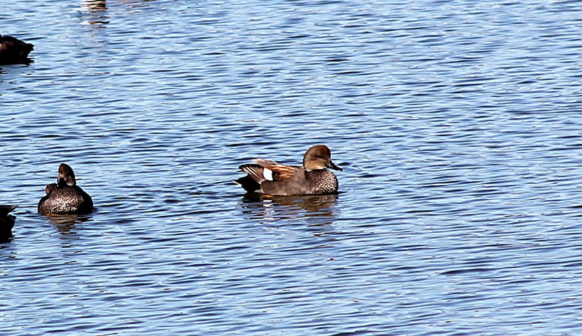 Boz Ördek - ML647061796