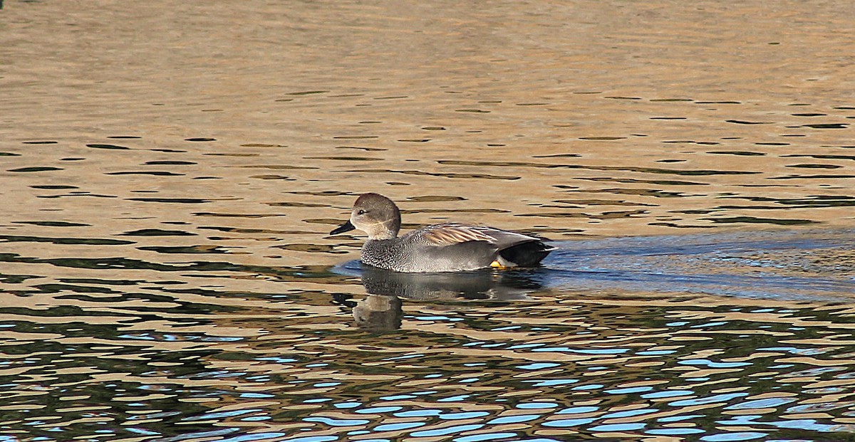 Boz Ördek - ML647061797