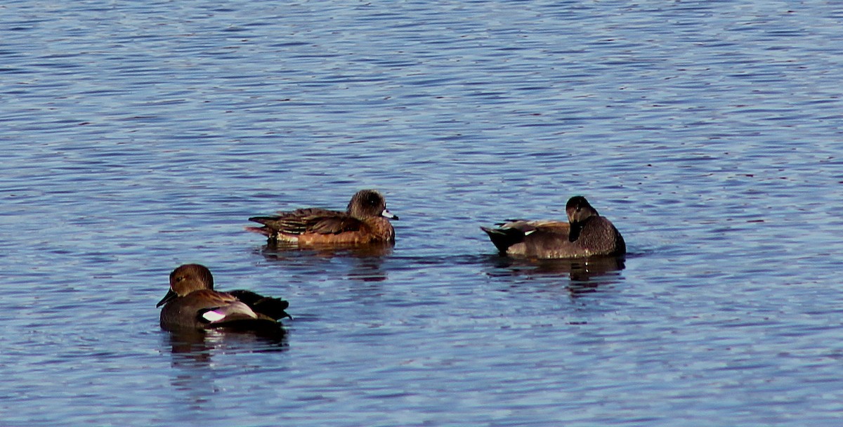 Boz Ördek - ML647061798