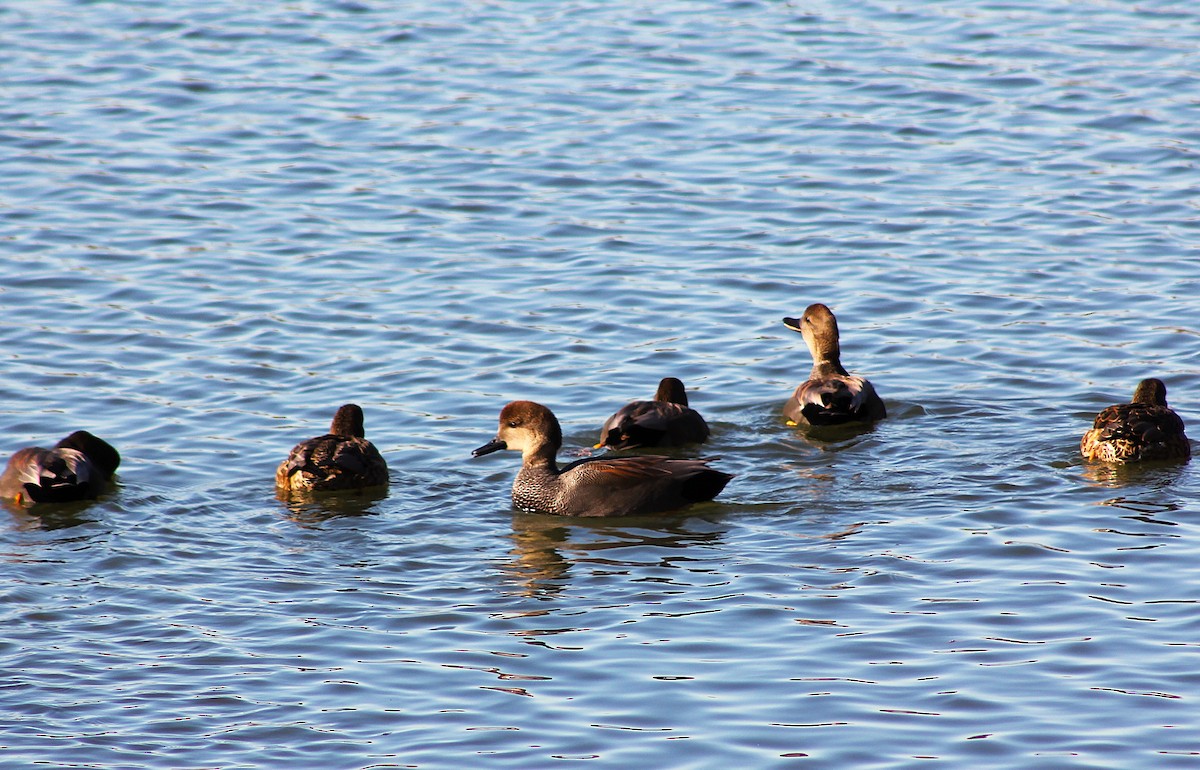 Boz Ördek - ML647061799