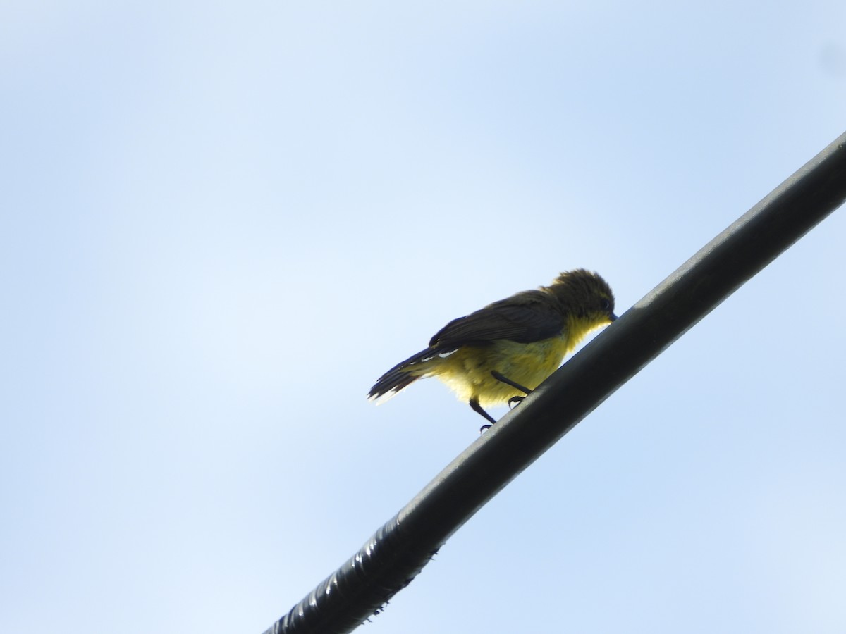 Sahul Sunbird - ML647061801