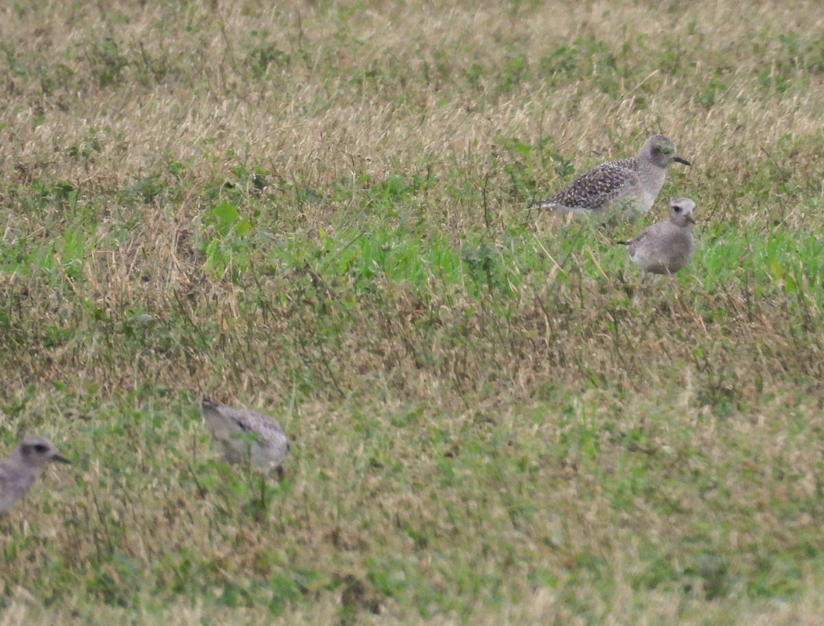 tundralo - ML647061807