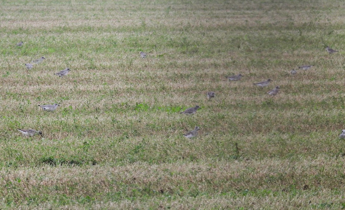 tundralo - ML647061808