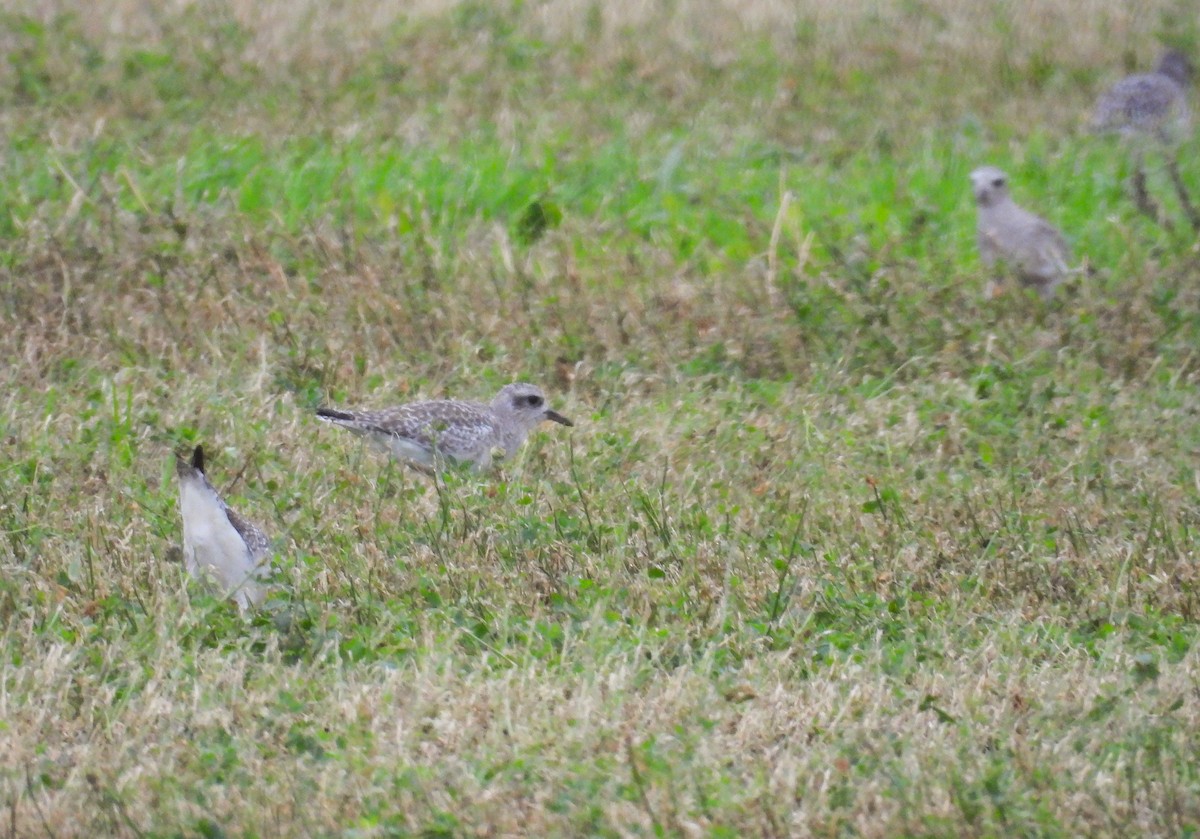 tundralo - ML647061809