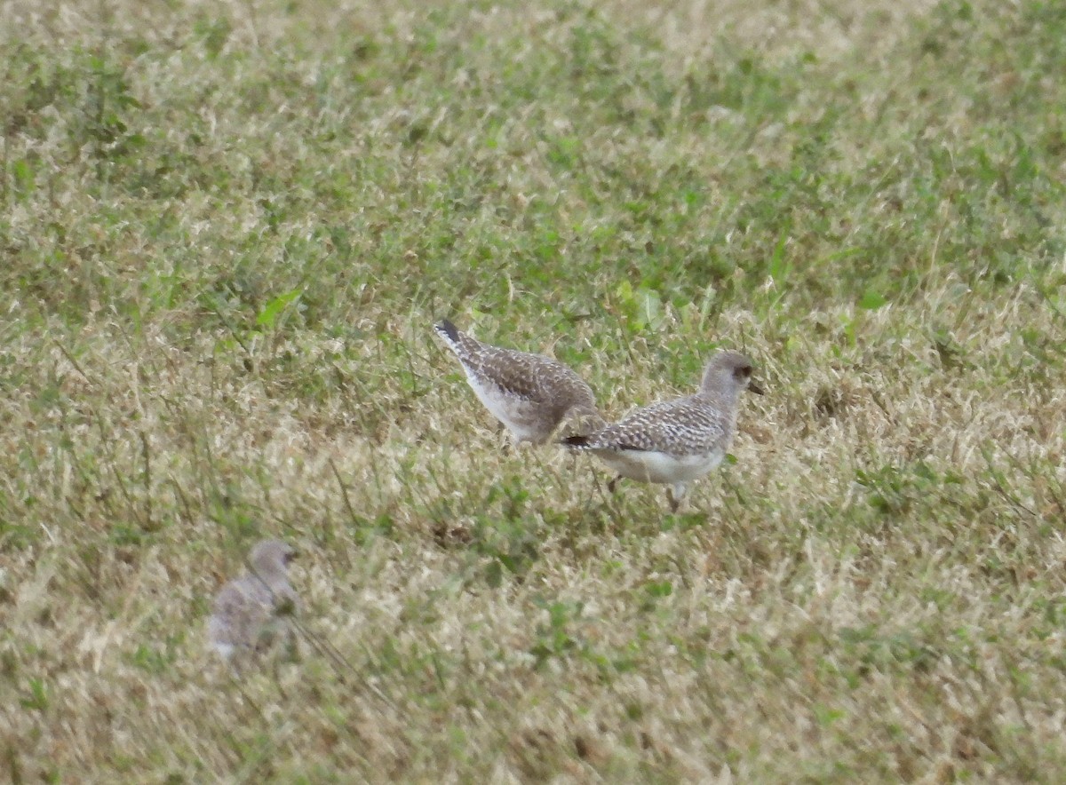 tundralo - ML647061810