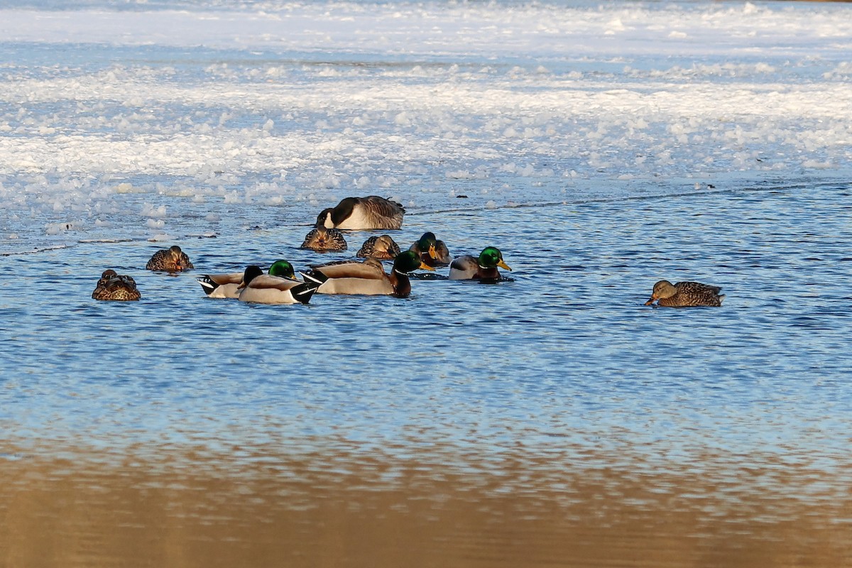 kachna divoká - ML647061811