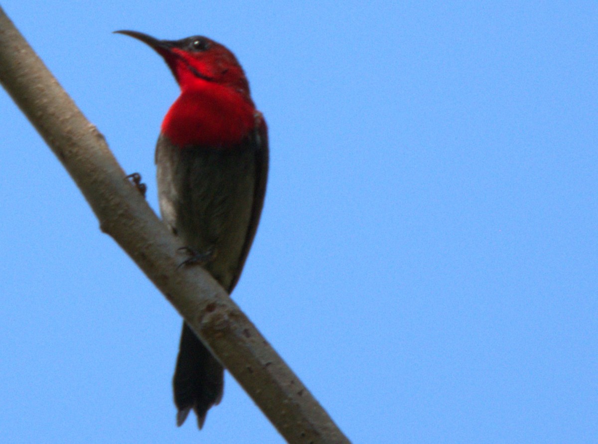 Karmesinnektarvogel - ML647061815