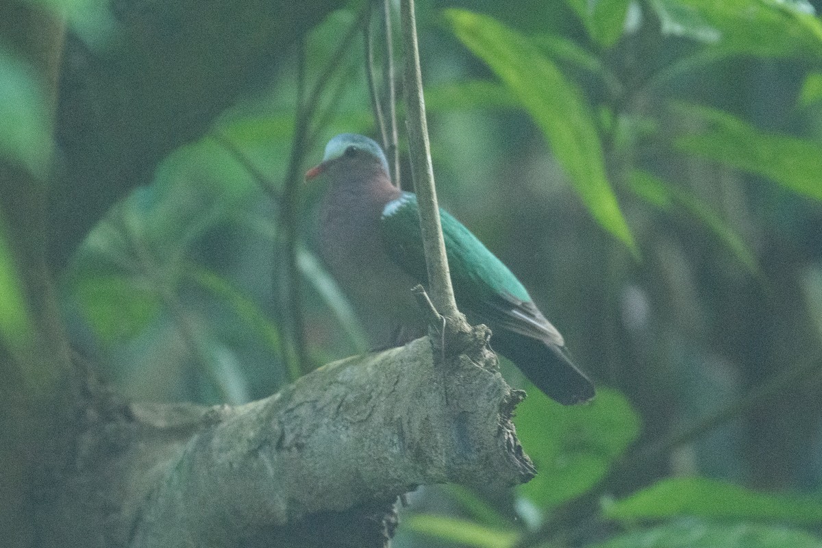 翠翼鳩 - ML647061816