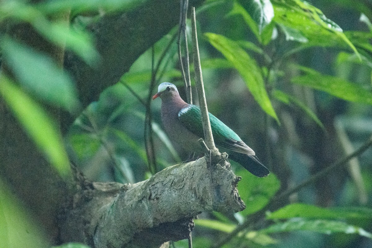 翠翼鳩 - ML647061817