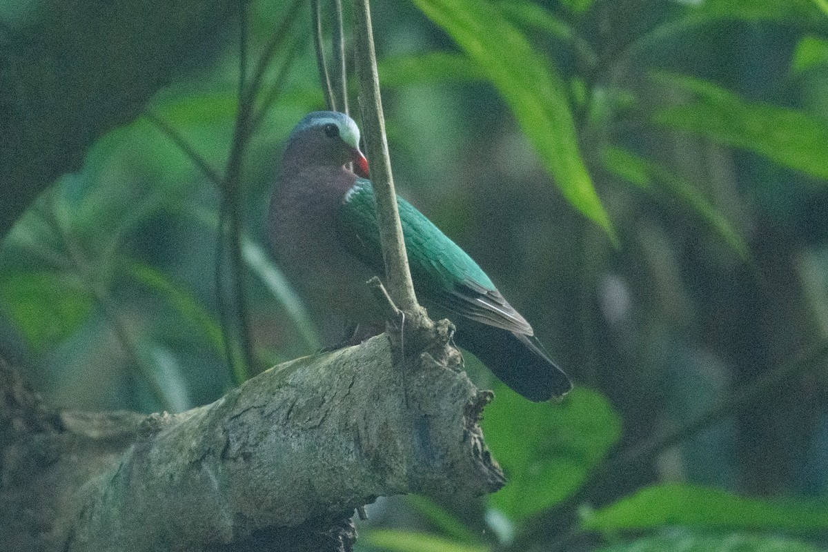 翠翼鳩 - ML647061818