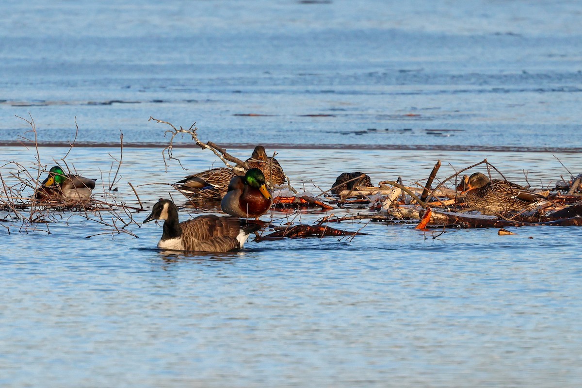 kachna divoká - ML647061822