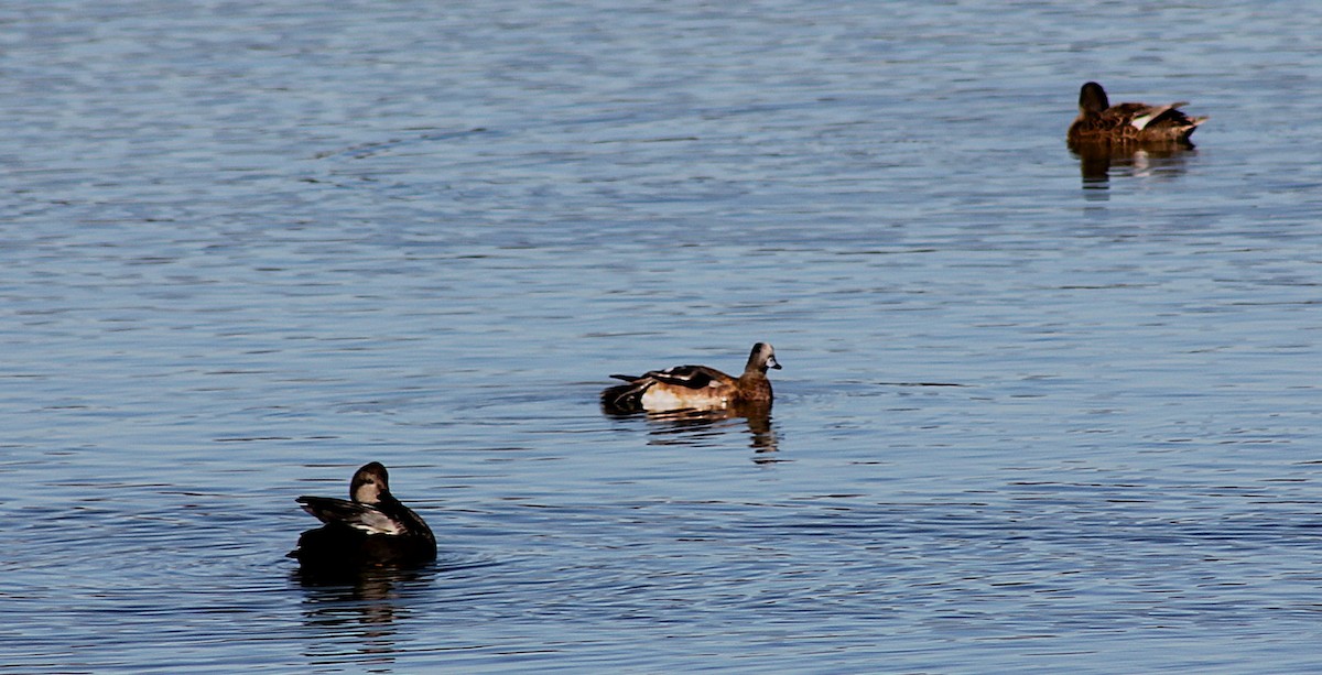 American Wigeon - ML647061823