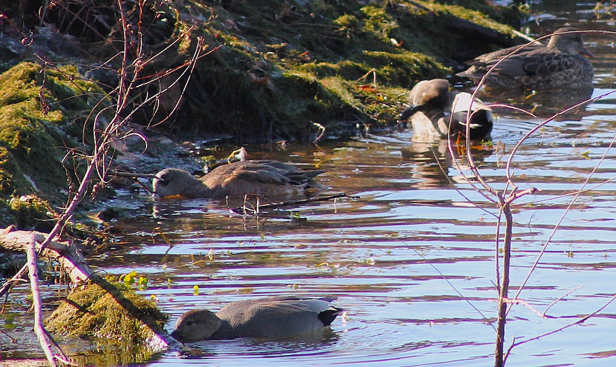 American Wigeon - ML647061824