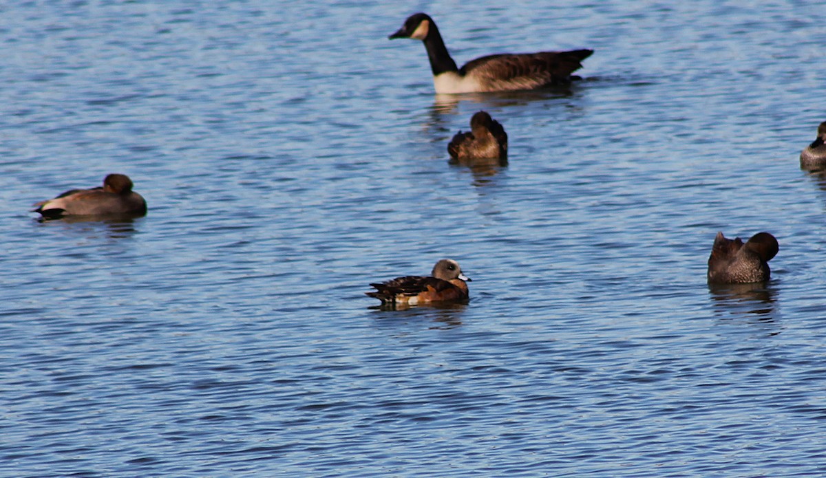 American Wigeon - ML647061825