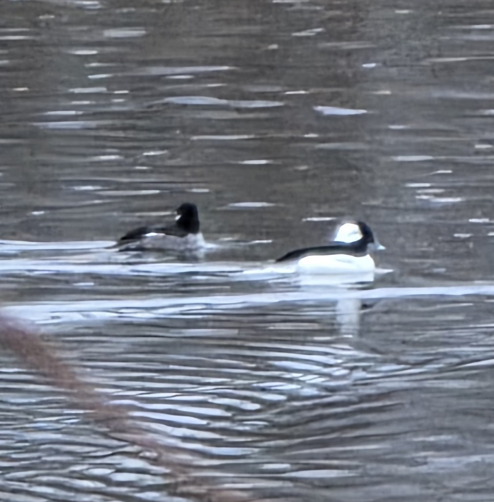 Bufflehead - ML647061832