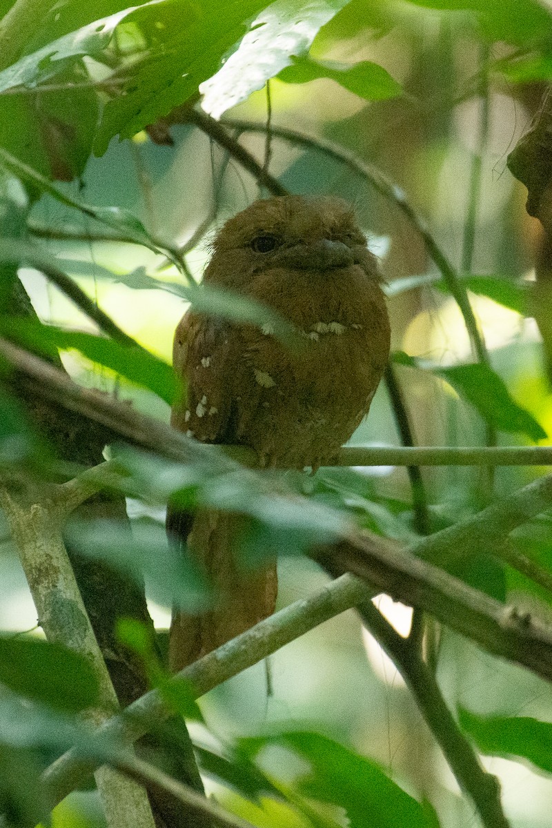 Sri Lanka Frogmouth - ML647061833