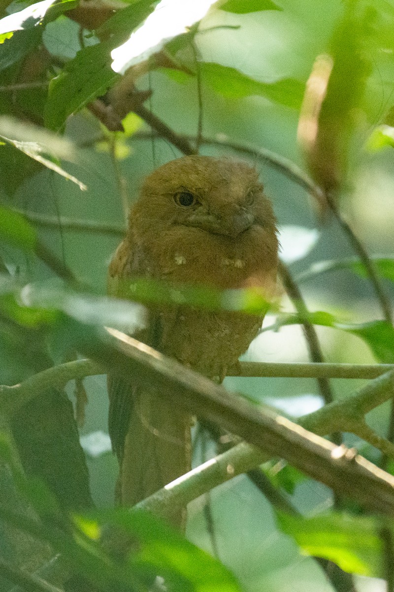 Sri Lanka Frogmouth - ML647061834