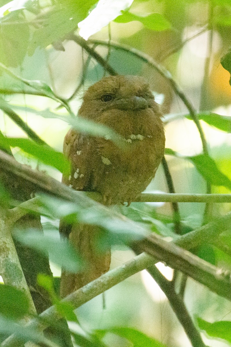 Sri Lanka Frogmouth - ML647061835